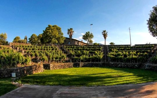 wine cellars